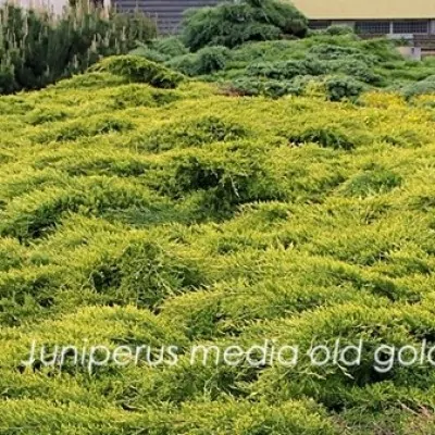 Juniperus media old gold...