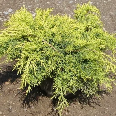 Juniperus media old gold...