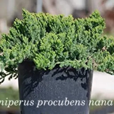 Juniperus Procubens nana