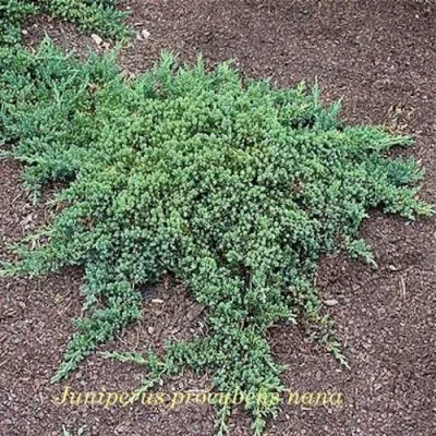 Juniperus Procubens nana