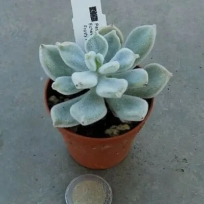 Echeveria pulvinata Frosty...