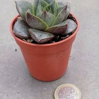 Echeveria porpusorum