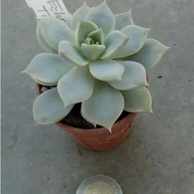 Echeveria Titubans