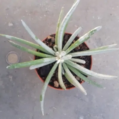 Senecio scaposus