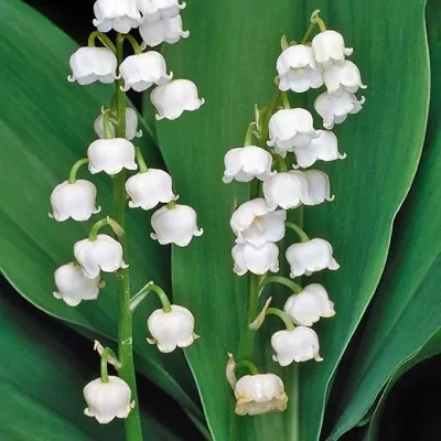 Convallaria Majalis (...