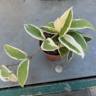 Hoya Carnosa Tricolor  fiore di cera