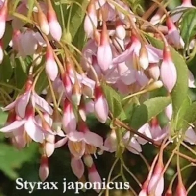 Styrax pink chimes vaso cm 9