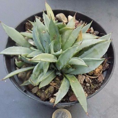 Agave Utahensis Eborispina...