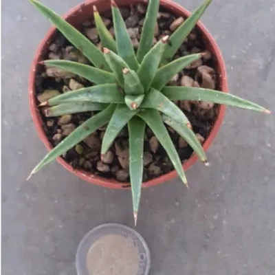 copy of Agave Albopilosa