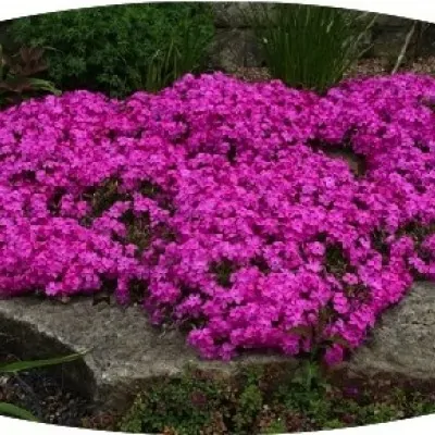 Phlox Subulata purpurea