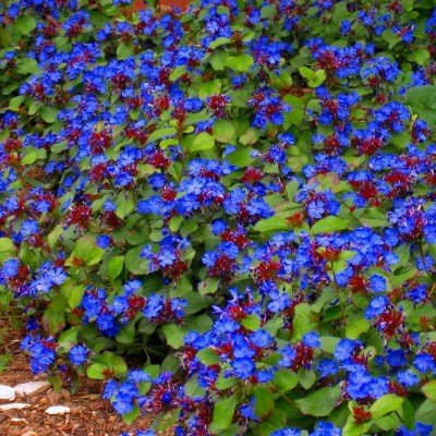 Ceratostigma Plumbaginoides...