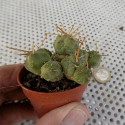 copy of Tephrocactus...