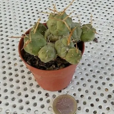 copy of Tephrocactus...