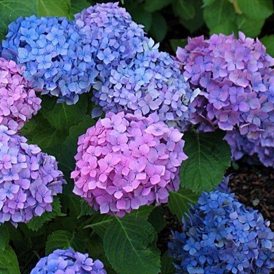 HYDRANGEA MACROPHYLLA...