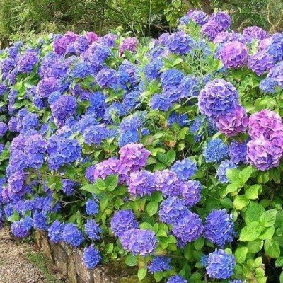 HYDRANGEA MACROPHYLLA...