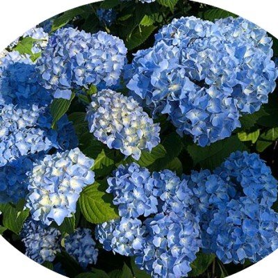 HYDRANGEA MACROPHYLLA NIKKO...