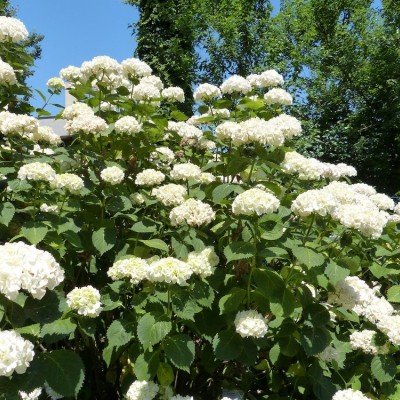 HYDRANGEA MACROPHYLLA SOEUR...