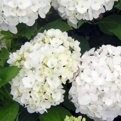 HYDRANGEA MACROPHYLLA SOEUR...