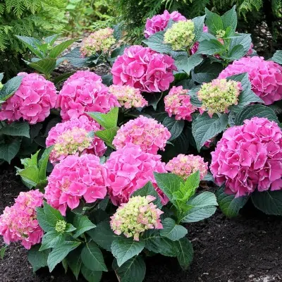 HYDRANGEA MACROPHYLLA VAL...