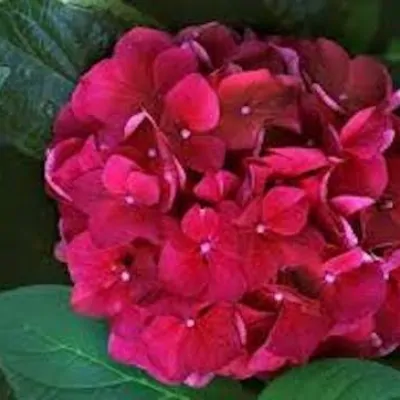 HYDRANGEA SANGUINEA...