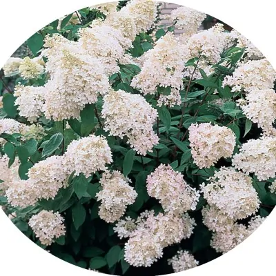 HYDRANGEA PANICULATA...