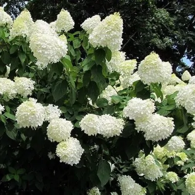 HYDRANGEA PANICULATA...