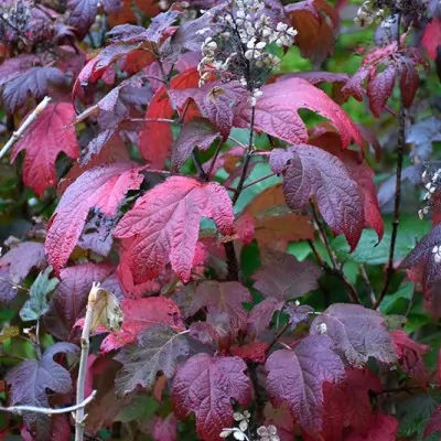 Hydrangea quercifolia vaso 18