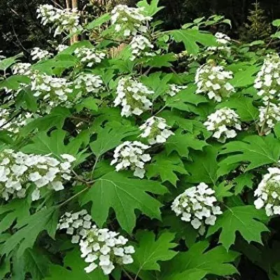 Hydrangea quercifolia vaso 18