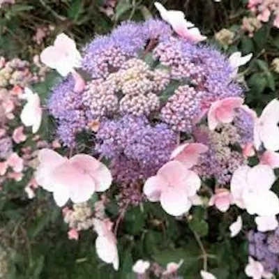 HYDRANGEA ASPERA.HOT...