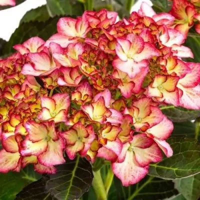 HYDRANGEA MAC.ADULA ROSE ®...