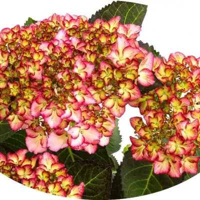 HYDRANGEA MAC.ADULA ROSE ®...