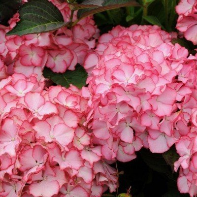 HYDRANGEA MAC.ADULA ROSE ®...