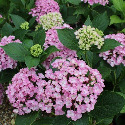 HYDRANGEA MACROPHYLLA...