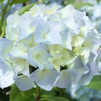 HYDRANGEA MAC.G.V.DE...