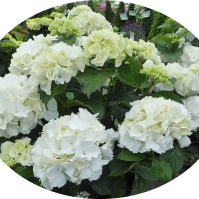 HYDRANGEA MAC.SCHNEEBALL ®...