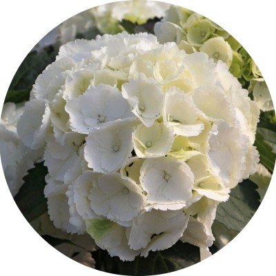 HYDRANGEA MAC.SCHNEEBALL ®...