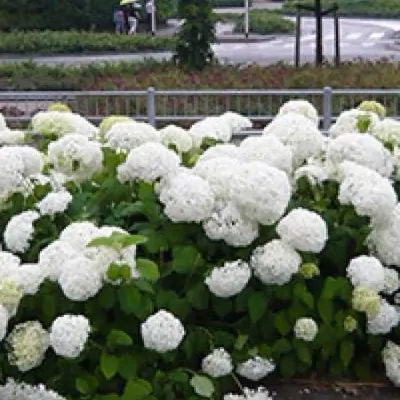 HYDRANGEA MAC.SCHNEEBALL ®...