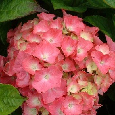 HYDRANGEA MACROPHYLLA...