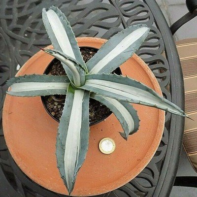 Agave americana 'Mediopicta Alba' 