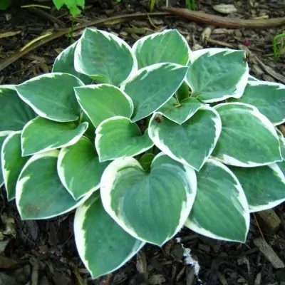 Hosta Country Mouse