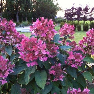 Hydrangea Paniculata Wim's...