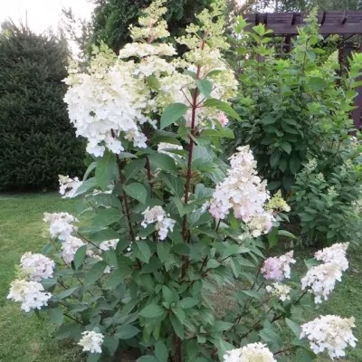 Hydrangea Paniculata Early...