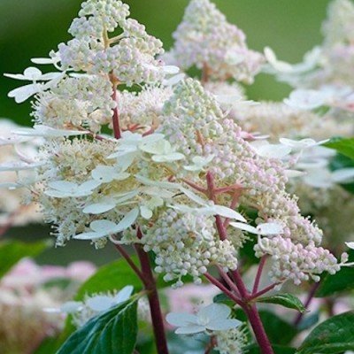 Hydrangea Paniculata Early...