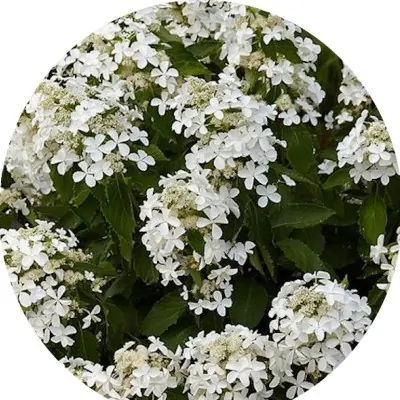 Hydrangea Paniculata...