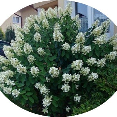 Hydrangea Paniculata Levana®