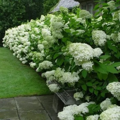 Hydrangea paniculata...