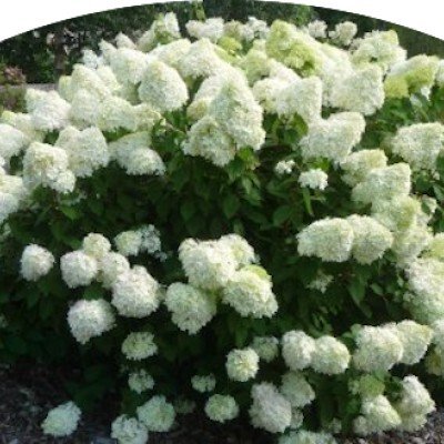 Hydrangea paniculata...