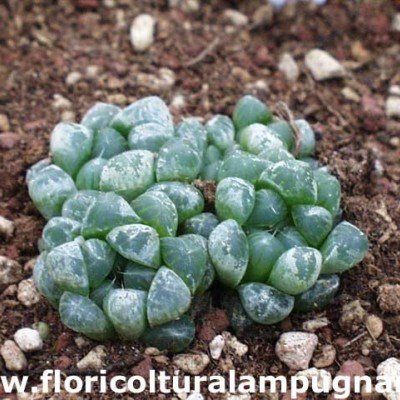 Haworthia cooperi filifera