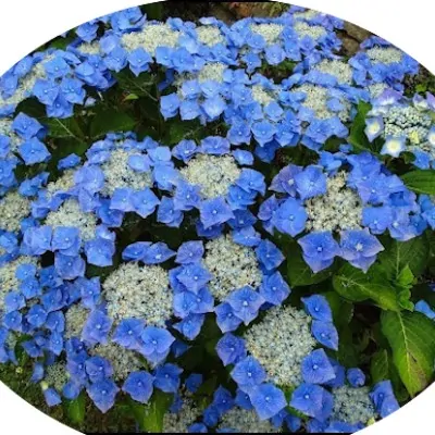 Hydrangea Mac. Blaumeise...