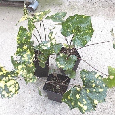 Farfugium Japonicum Aureomaculatum